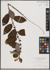 Foto von Salix caprea L.